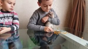 Наши  любимые питомцы шиншилла и хомяк