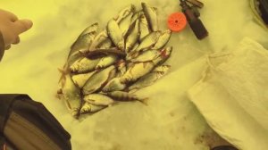 Электронная удочка DAIKA. Ловля плотвы, окуня на безмотылку со льда. Рыбалка на мормышку зимой