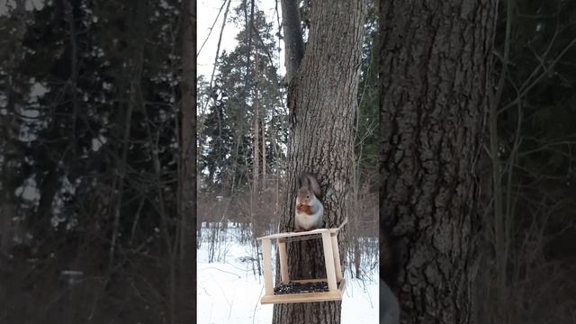 Белочка в Ленинском парке Сарапула