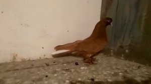 Голуби Кубани