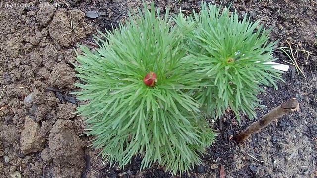 2023050 Rubra Flora Plena 算不牡丹? 它是芍药科的植物? who knows?