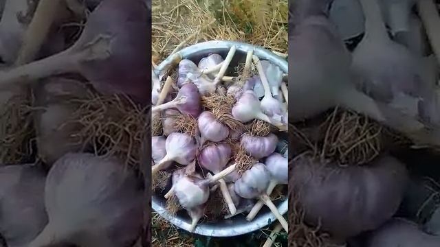 ЧЕСНОК. ВОТ ТАКОЙ УРОЖАЙ!