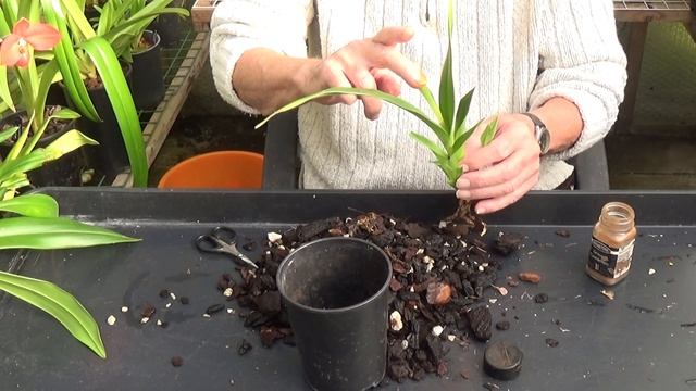 A couple of Orchid failures. смотреть онлайн