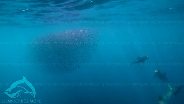 Охота азовок под водой — Центр «Безмятежное Море»