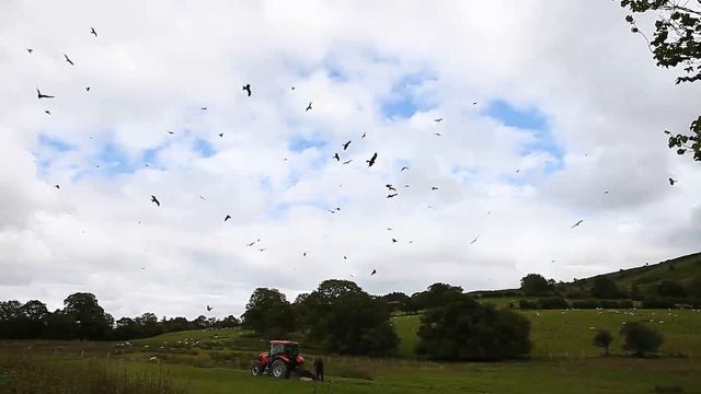 Red Kites at Gigrin Farm 19 June смотреть онлайн
