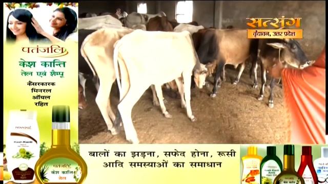 "Brahma Puran Katha" By PP. Kaushik Ji Maharaj - 05 October || Vrindavan || Day 8 смотреть онлайн