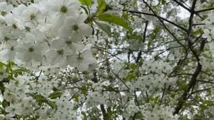 НЕСЕ ГАЛЯ ВОДУ. Українська народна пісня.