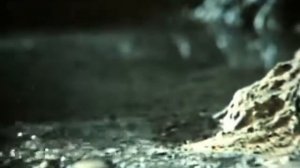 Возникновение жизни на Земле.  Киевнаучфильм, 1973г.