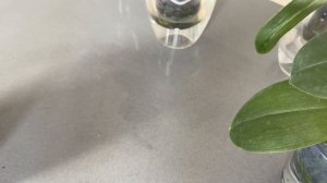 Пожелтел ствол орхидеи и засохли листья! Ожог орхидеи фаленопсис на подоконнике от яркого солнца