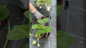 Высаживаем рассаду! ( Земляничная Исландия)