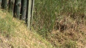 "Бегущий кабан"