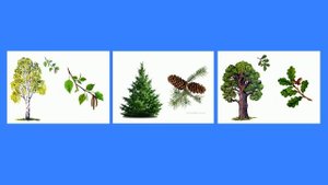 Лексическая тема. Деревья. Лес