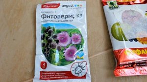 Борьба с паутинным клещом на комнатных растениях