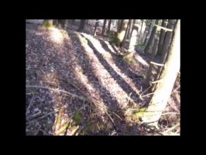 Охота на оленя в Канаде