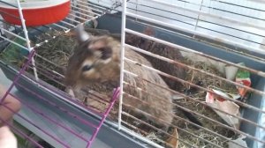 #белка #дегу #squirrels #degu #дрессировка Дрессировка дегу: как правильно  дрессировать белку