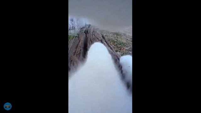 Один день из жизни котов | One day in the life of a cats | Пока вы не видите