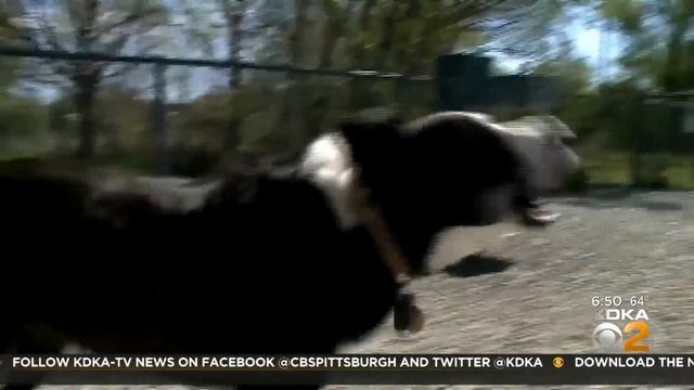 Protecting Your Pets (Pt. 2) смотреть онлайн