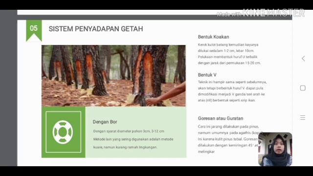 Gondorukem || Si Kepingan keemasan hasil ekstrasi getah pinus смотреть онлайн