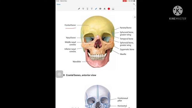 Part-1 thiemes atlas of anatomy ( Head and neuroanatomy)