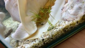 Тетрадоны против креветки