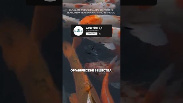 Особенности фильтрации пруда с рыбой