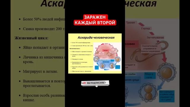 Аскариды - заражен каждый второй. #паразиты #глисты #здоровье