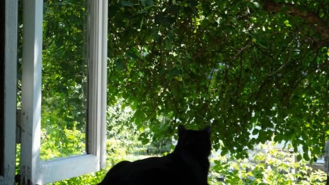 Al Di Meola Fausto Beccalossi - Cinema Paradiso Morricone смотреть онлайн