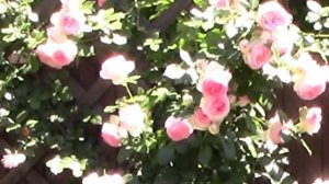 Ощутивший этот запах солгать не сможет никогда...