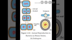 Endospore & uses of bacteria || Biology || class IX