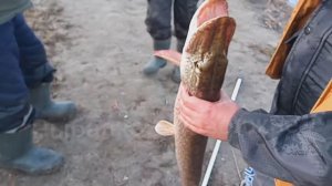 ЩУКА ВЗЯЛА НА ФИДЕР