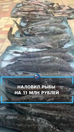 Наловил рыбы на 11 млн рублей #shors