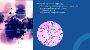 5 Методы окраски микроорганизмов