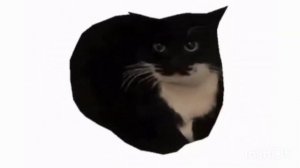 Песня Максвелл кот