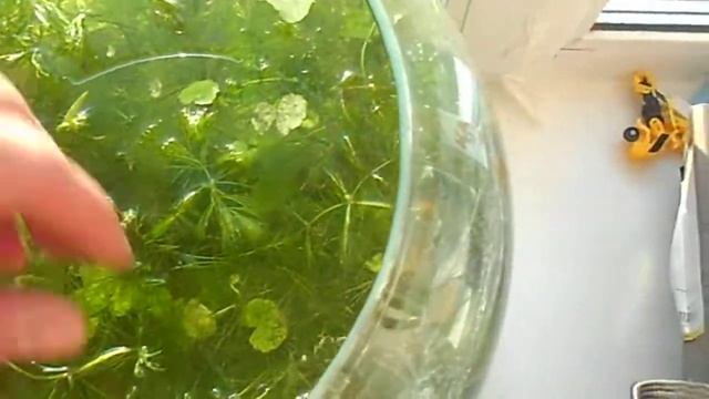 Подкормка травника эксперимент с гиббереллиновой кислотой.
