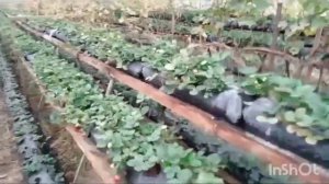 выращивание клубники на малообъемке