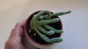 #Кактус необычный. #Клейстокактус Изумрудноцветковый.#Уход, #размножение. Красота на подоконнике.