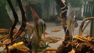 Биотопный аквариум с Альтумами от Jenny Quyn Hanh