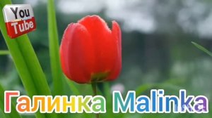Колесниковы /Какая же ты Чучундра /Обзор Влогов /7-Я Колесниковы /Kolesnikov /