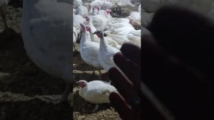 СОДЕРЖАНИЕ ИНДЮКОВ-- ПРОСТЫЕ ПРАВИЛА