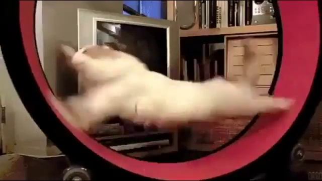 Ран, Вася, ран
