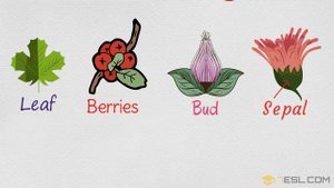 Parts of a Plant in English | Plant Parts, Flower Parts, Tree Parts