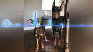 Баста & Эльвира T & Voskovsky - Ты же смог меня приручить🔥🎶🔥