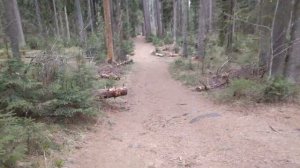 Линдуловская Роща. Прогулка по одному из старейших природных заказников в России и Европе.