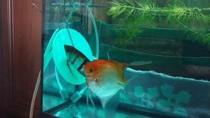 Нерест скалярий в 15-литровом аквариуме