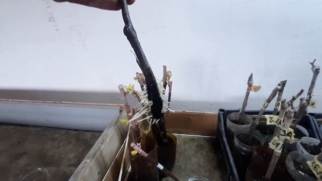 Укоренение черенков винограда, проверка смотреть онлайн