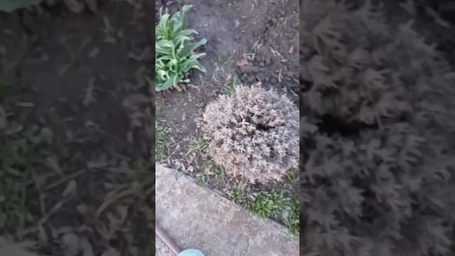 Весенняя обрезка лаванды
