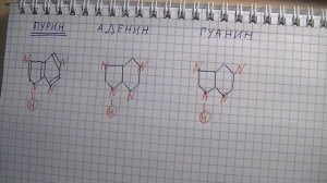 Пуриновые основания