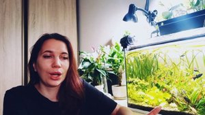 Почему рыбка меченосец не для новичков? Рассказываю три причины!