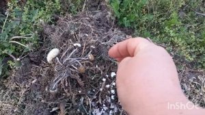 Посадка картошки в "бурьян-траву"🙃🤫🤔