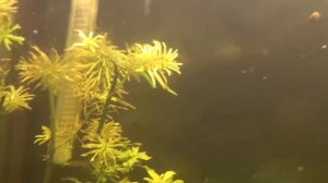 How to grow Ludwigia Cuba: Species Sunday, Ludwigia inclinata Cuban Vari